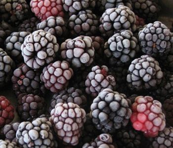 IQF Frozen Blackberries 10lb Stover Company, 51% OFF